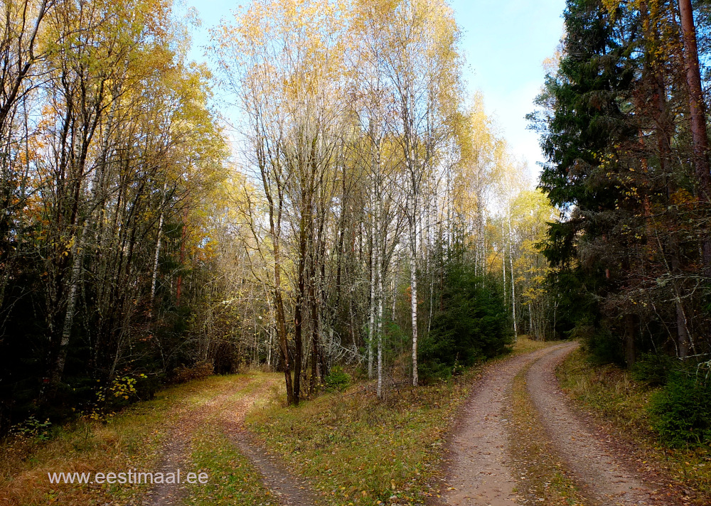 Sügisene metsatee Vitipalus