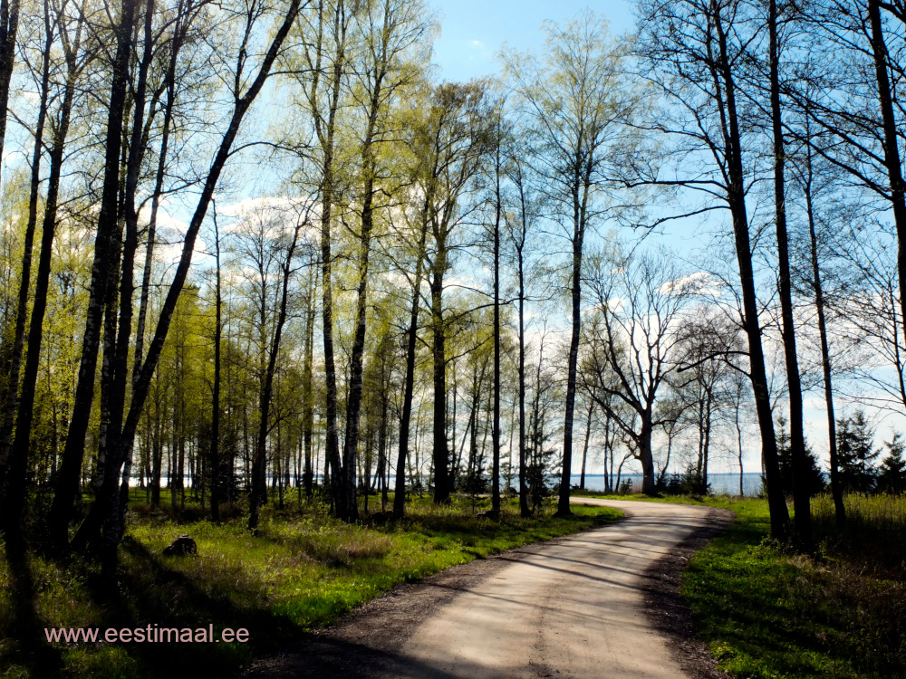 Metsatee Vürtsjärve ääres