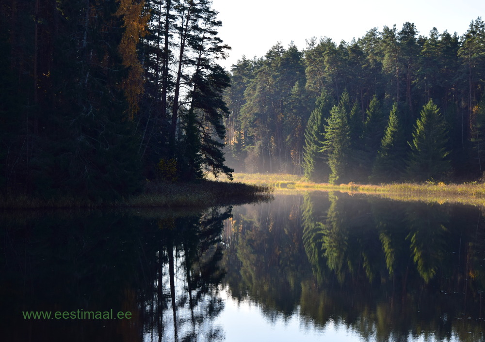 Elva Pulgaoja Paisjärv